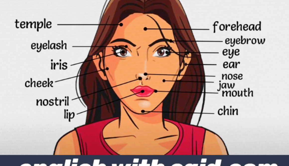 english-body-part