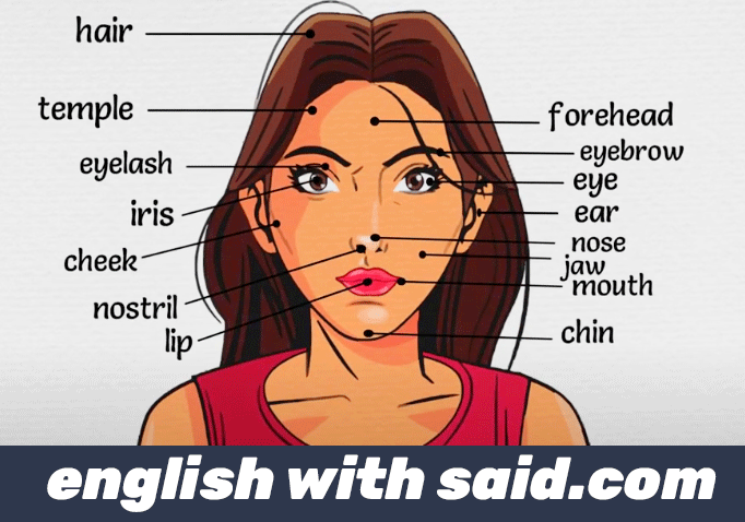 english-body-part